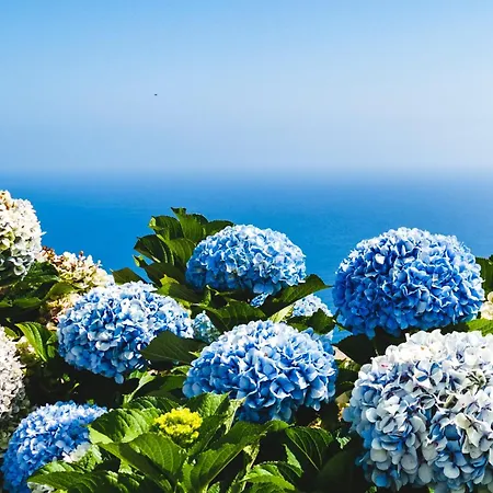 Apartment Premium Quiet Seafront Oceanbreeze Funchal (Madeira)